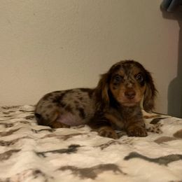 Blue collar - Dapple male Dachshund puppy in Turlock, California from Vibrant Dachshunds