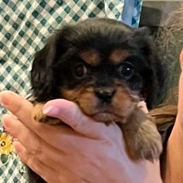 Darsal AKC OFA - Black and tan female Cavalier King Charles Spaniel puppy in Garland, Kansas from 3W Ranch