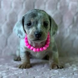 Izzy - Dapple female Dachshund puppy in Lincoln, Arkansas from Red Dirt Dachshunds