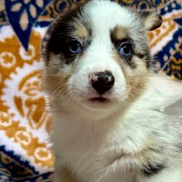 Vessel - Black and tan male Pembroke Welsh Corgi puppy in New Port Richey, Florida from Spots and Sploots