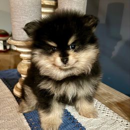 Boy 2 - Mr. Grumpy - Black and tan male Pomeranian puppy in Minooka, Illinois from Sheree’s Pomeranians