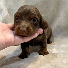 Gus - Chocolate male Dachshund puppy in Hope, Arkansas from JK Kennel