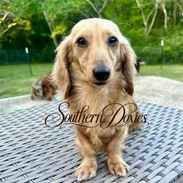 Bannon - Dachshund