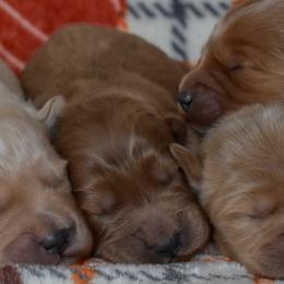 Male 2 of 4 - Apricot male Goldendoodle puppy in Macedon, New York from Toodles Goldendoodles