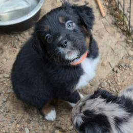Cookie - Black tri-color female Australian Shepherd puppy in Washington from Arbor hill Australian Shepherds