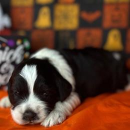 Cockapoo puppies from Rpuppies