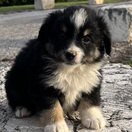 Victor - Black tri male Miniature Australian Shepherd puppy in Godley, Texas from Nana and Paws Aussies