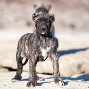 Dark brindle gilr - Perro de Presa Canario puppy in Leitchfield, Kentucky from Rey Gladiador Presa Canario