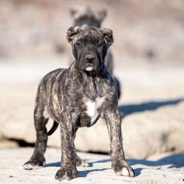 Dark brindle gilr - Perro de Presa Canario puppy in Leitchfield, Kentucky from Rey Gladiador Presa Canario