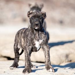 Dark brindle gilr - Perro de Presa Canario puppy in Leitchfield, Kentucky from Rey Gladiador Presa Canario