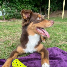 Rolo - Australian Shepherd