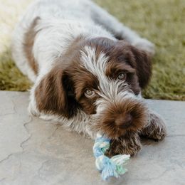 Wirehaired Pointing Griffon Puppies from Double Barrel Griffons
