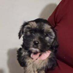 Brows - Black male Shorkie puppy in North English, Iowa from Countryside Yorkies