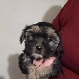 Brows - Black male Shorkie puppy in North English, Iowa from Countryside Yorkies
