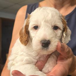 Glaceon - Blenheim male Cavapoo puppy in Conklin, Michigan from Lake Michigan Couture Cavapoos & Cockapoos