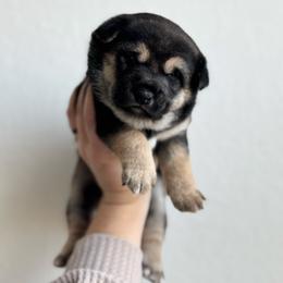 Chi-Chi - Black and tan female Shiba Inu puppy in Texas from Southern Shibas
