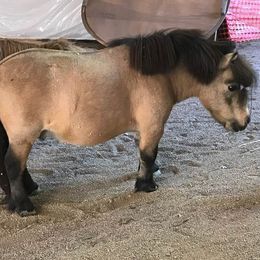 French Bulldog Puppies from BigStar French Bulldogs