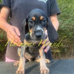 Dixie - Blue ticked and tan female Bluetick Coonhound puppy in Mount Pleasant, Texas from Harmons Hounds