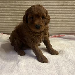Dwight - Red  male Goldendoodle puppy in Payson, Utah from Country Sky Doodles