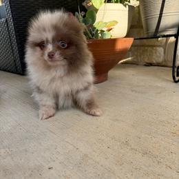 Milky Way - Chocolate merle male Pomeranian puppy in Texas from D&C Pomeranians