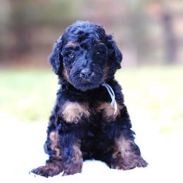 Gray collar - Phantom male Bernedoodle puppy in Spokane, Washington from Doodle Love