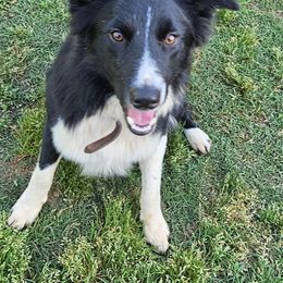 Gru - Black Border Collie puppy in Gaffney, South Carolina from On the Lamb