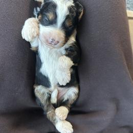 Goldie - Tri-color female Bernedoodle puppy in Yuba City, California from Ranch House Doodles