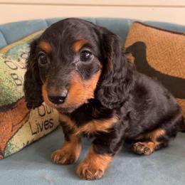 Black and tan - Black and tan male Dachshund puppy in West Plains, Missouri from Spring Creek Dachshunds