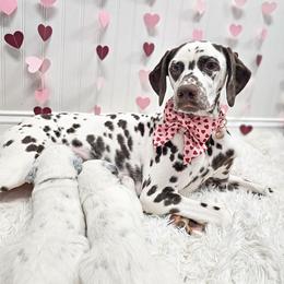Jedi - Dalmatian