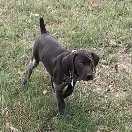 German Shorthaired Pointer Puppies from Tipsy Rabbit GSP TopDog Kennel