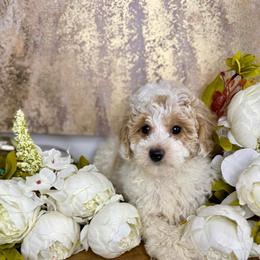 Liberty - Parti female Goldendoodle puppy in Sheridan, Arkansas from Arkie Doodles