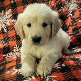 Alpine - Light golden male Golden Retriever puppy in Fithian, Illinois from LOMAH Retrievers