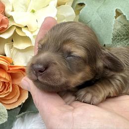 Brynn - Red female Dachshund puppy in Exeter, California from Sawtooth Miniature Dachshunds