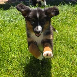 Joan - Black tri female Miniature Australian Shepherd puppy in Reno, Nevada from Battle Born Mini Aussies