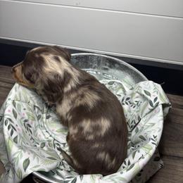Dachshund, Shih Tzu, and Yorkshire Terrier Puppies from Happy Hounds and More🐾