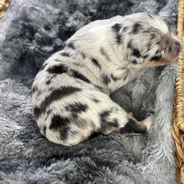 Boy 2 - Blue merle male Australian Shepherd puppy in Volant, Pennsylvania from Addie's Aussies