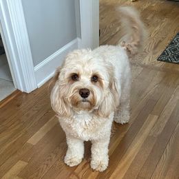 Quinn - Australian Labradoodle