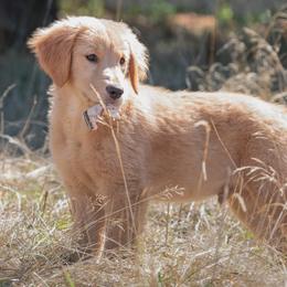 Goldendoodle, Golden Retriever, and Poodle Puppies from Oregon's Oodles of poodles & doodles