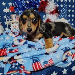 Beau - Dapple male Dachshund puppy in Hudson, Michigan from Mittentail Kennel Miniature Dachshunds & Australian Shepherds