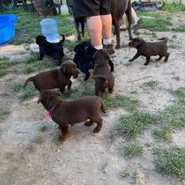 Labrador Retriever Puppies from Wings of Freedom Retrievers