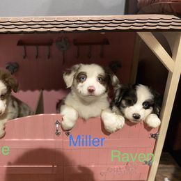 Miniature Australian Shepherd and Toy Australian Shepherd Puppies from Aussies by Mary at Temple Ranches
