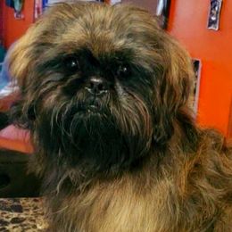 Harley - Shih Tzu