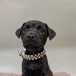 Patterdale Terrier Puppies from Moormont Kennels