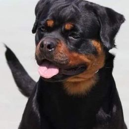 Rottweilers from Thomas Rotts