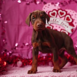 Doberman Pinscher and Labrador Retriever Puppies from GFDutton Retrievers & Dalla Grazia Dobermans