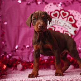 Doberman Pinscher and Labrador Retriever Puppies from GFDutton Retrievers & Dalla Grazia Dobermans