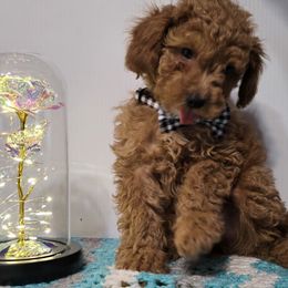 Boy 4 Rusty - Red  Poodle puppy in Meridian, Idaho from Mariya's Cavapoos