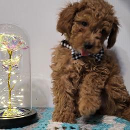 Boy 4 Rusty - Red  Poodle puppy in Meridian, Idaho from Mariya's Cavapoos