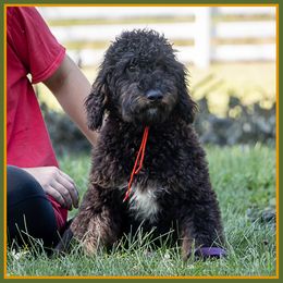 Chistery - Brown and tan male Cockapoo puppy in Connersville, Indiana from Deaz Doodle Ranch
