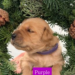 Purple - Dark golden female Golden Retriever puppy in Windsor, California from Copper Tail Golden Retrievers